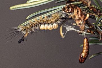 Douglas-fir Tussock Moth caterpillar & pupa